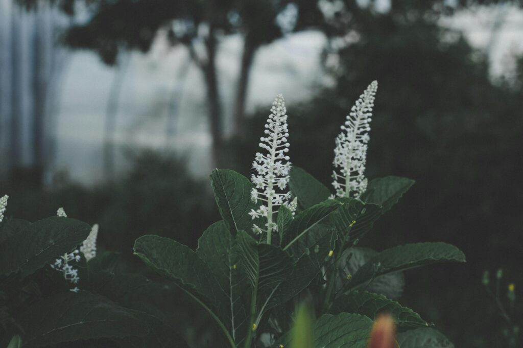 Serene white blossoms in lush greenery in a Russian garden setting.